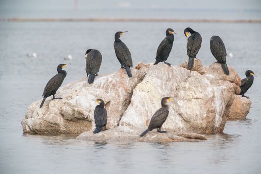 Cormorant