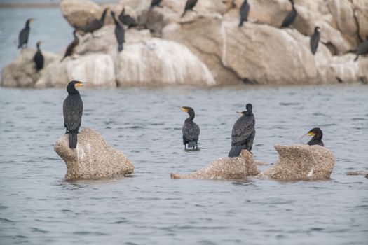 Cormorant