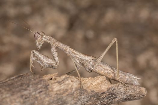 A close-up portrait of a mantis