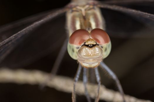 A beautiful dragonfly close portrait