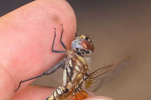 A close-up of a beautiful dragonfly