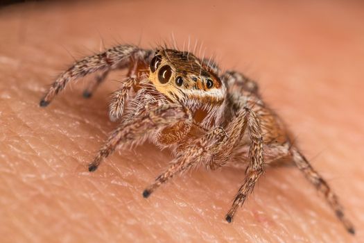 A beautiful spider
