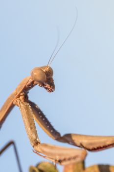 A close-up portrait of a mantis