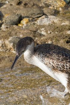 Cormorant, the fisher bird of the sea