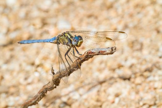 A close-up of a beautiful dragonfly