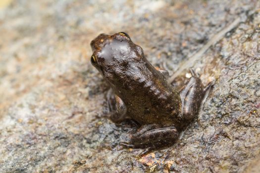A tiny frog, 1cm in size, from recent metamorphosis, a few days, from tadpole to frog