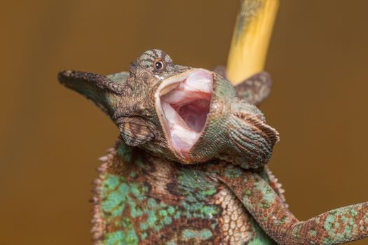 Chameleon Chamaeleo Calyptratus - Yemen chameleon - Veiled Chameleon