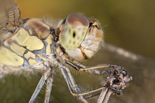 A close-up of a beautiful dragonfly