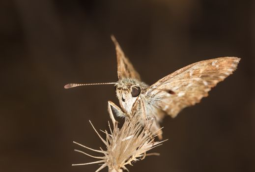 A closeup of a beautiful butterfly