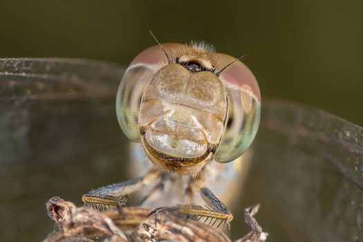 A beautiful dragonfly close portrait