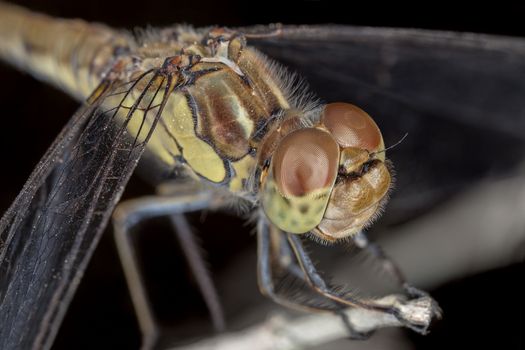 A close-up of a beautiful dragonfly