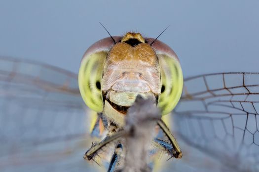 A beautiful dragonfly close portrait