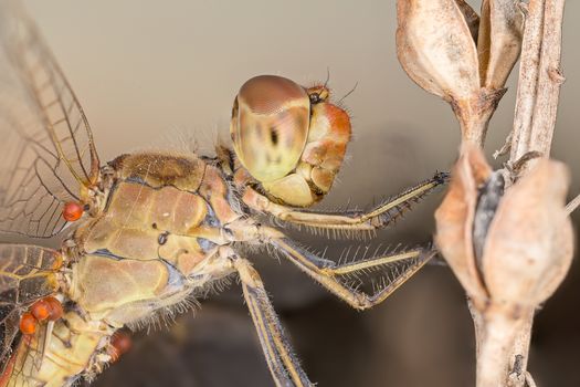 A beautiful dragonfly close portrait