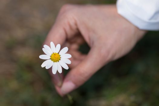Hand of a girl taking a flower