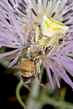 A beautiful spider eating insect prey