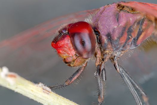 A close-up of a beautiful dragonfly