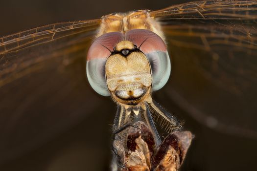 A beautiful dragonfly close portrait