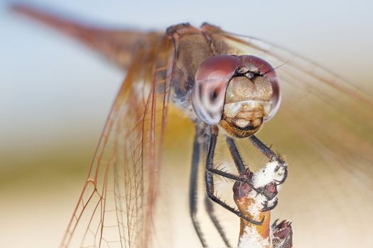 A beautiful dragonfly close portrait