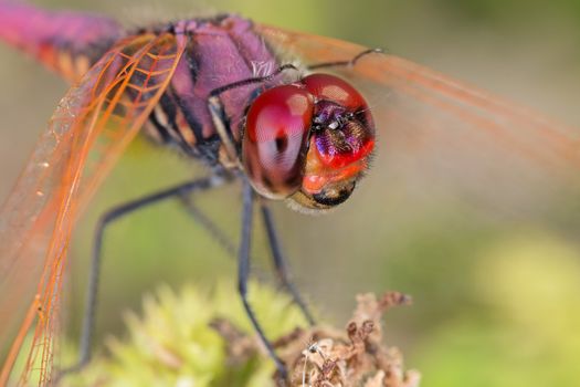 A close-up of a beautiful dragonfly