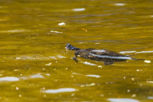 Aquatic turtle