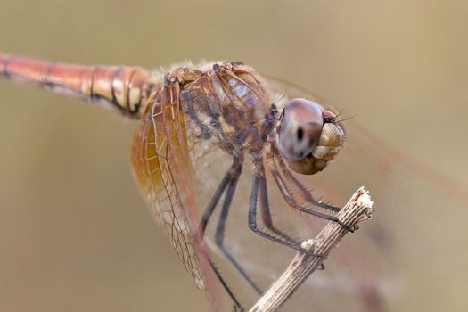 A beautiful dragonfly close portrait