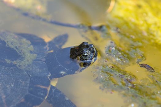 Aquatic turtle