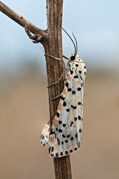 A closeup of a beautiful moth