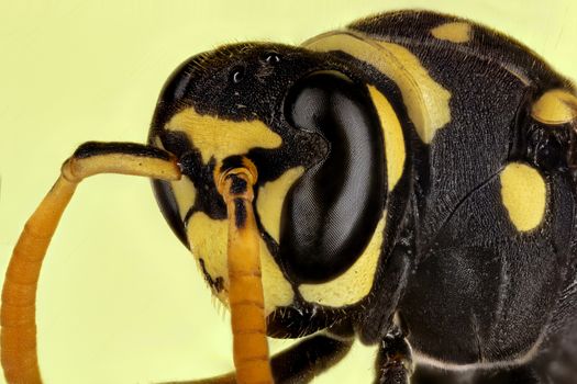 Paper wasp portrait