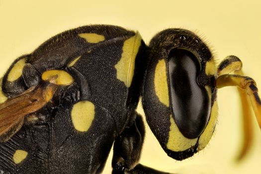 A common wasp details