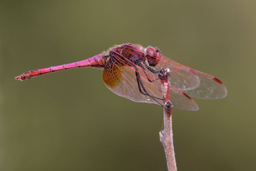 A beautiful dragonfly close portrait