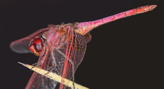 A beautiful dragonfly close portrait