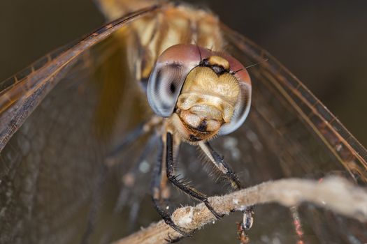 A beautiful dragonfly close portrait