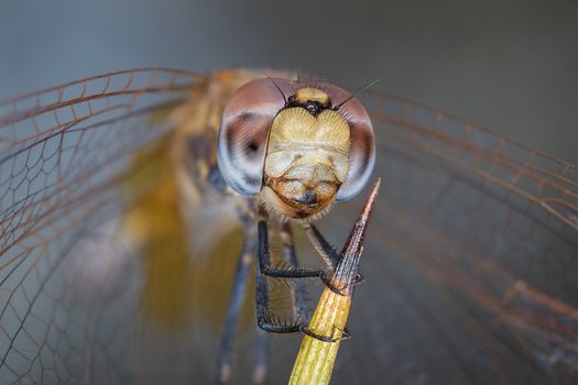 A close-up of a beautiful dragonfly
