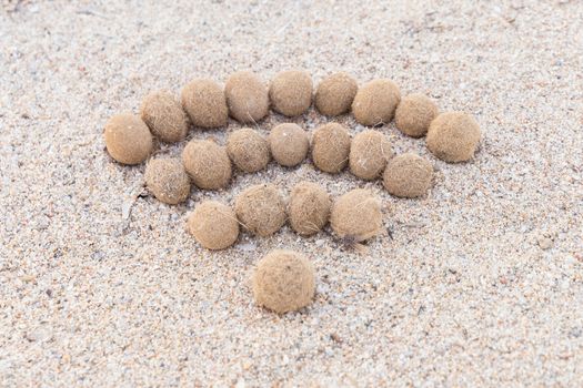 Wifi sign created with dried algae ball on sand beach