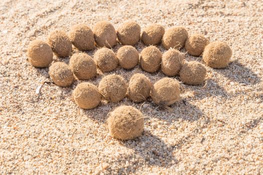 Wifi sign created with dried algae ball on sand beach