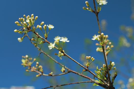 Blooming cherry orchard white flowers close-up