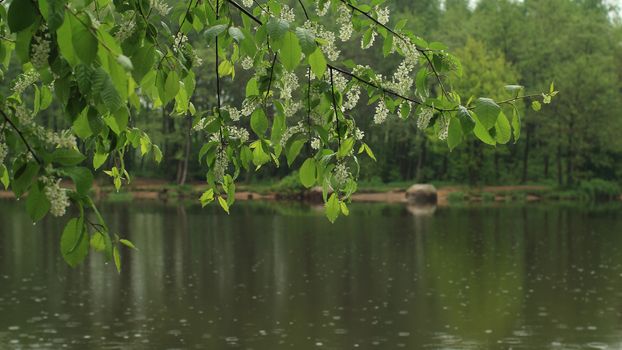 Flowering bird cherry against on the background of the river during  rain
