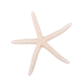 Sea starfish isolated on a white background