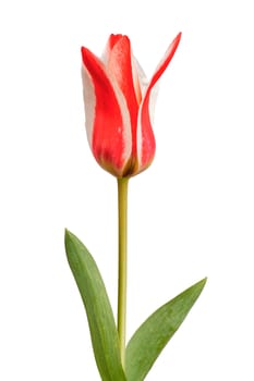 Red white tulip isolated on a white background.
