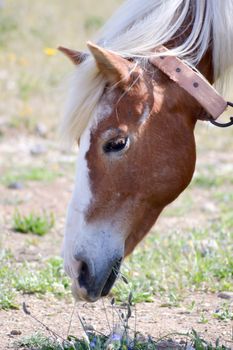 Head of a brown horse grazing in a prairie of Crete