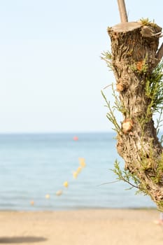 Trunk of tree cut on the beach of Amoudara with the sea in the background