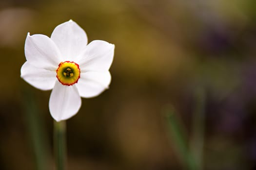White narcissus flower blossoming on a spring day. Single daffodils flower close up. Copy space