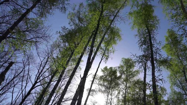 Spring Forrest. Fresh Green Woods in the Forest of Kursk.