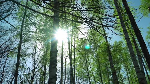 Lovely Sunset behind the Forrest in Kursk.