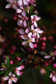 Blooming almond tree (Prunus dulcis) in the sun at spring. Selective focus