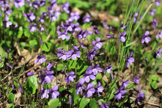 violets spring primrose among last year's leaves 