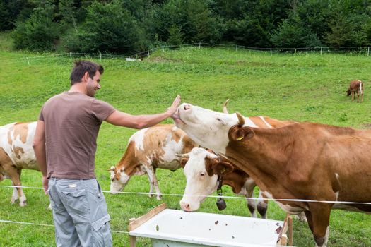 Active male hiker wearing sporty clothes observing and caressing pasturing cows on mountain meadow, Gorenjska region, Alps, Slovenia.