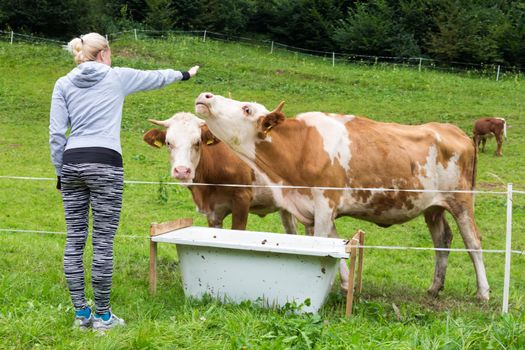 Active female hiker wearing sporty clothes observing and caressing pasturing cows on mountain meadow, Gorenjska region, Alps, Slovenia.