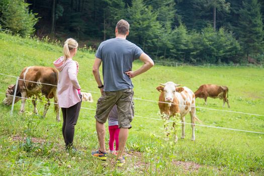 Family on a hike wearing sporty clothes observing and caressing pasturing cows on mountain meadow, Gorenjska region, Alps, Slovenia.