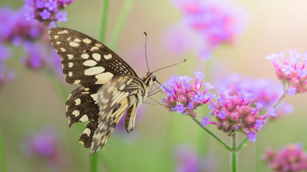 Beautiful Butterfly on Colorful Flower, nature background